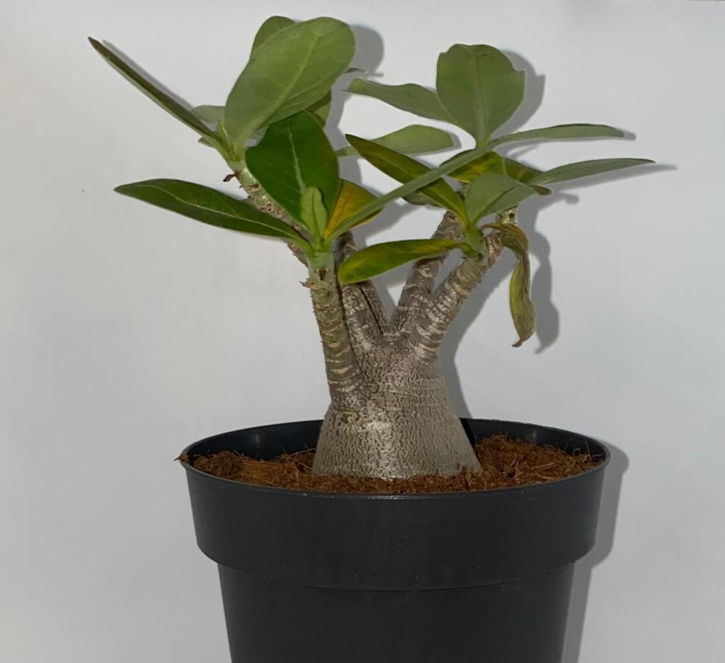 Adenium Baobab, Ophalen of Verzenden, Eenjarig, Overige soorten, Volle zon