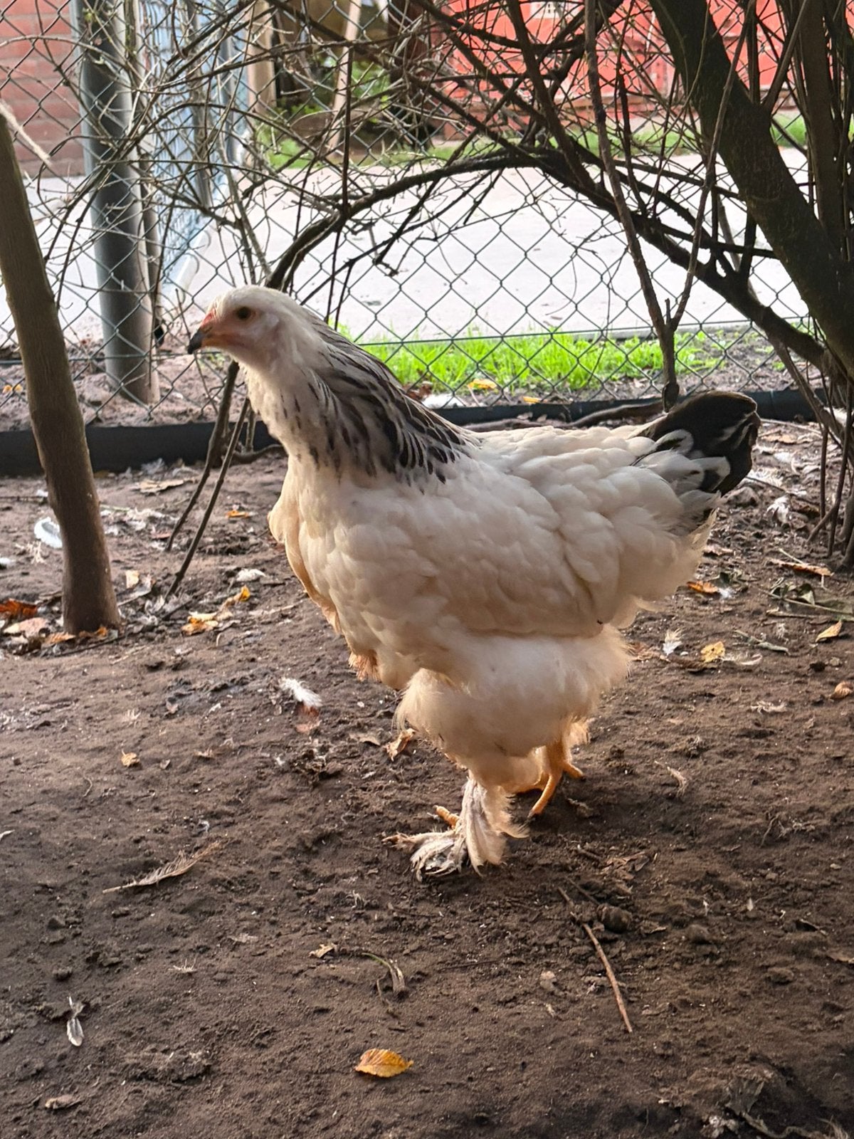 Brahma kippen te koop, Dieren en Toebehoren, Meerdere dieren, Kip