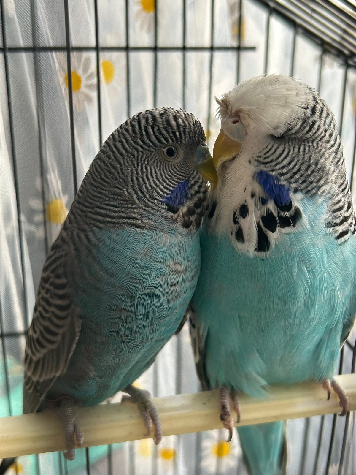 Te koop en koppel + man en pop Engelse, Meerdere dieren, Parkiet, Tam