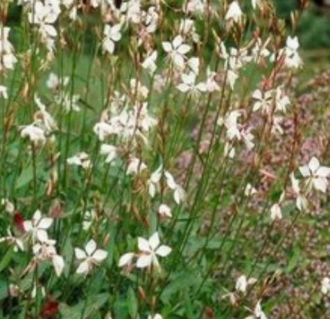 Gezocht: stekje van GAURA LINDHEIMERI, Tuin en Terras, Planten | Tuinplanten, Ophalen, Overige soorten, Volle zon