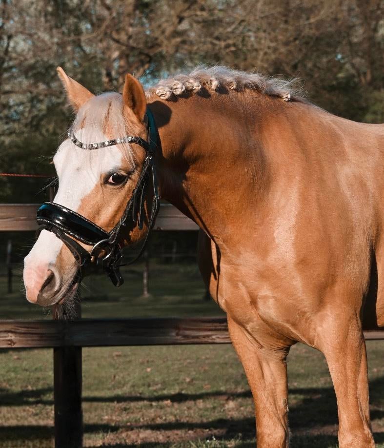 Super luxe, knappe 3jr palomino B ruin, Dieren en Toebehoren, Pony's, B, Ruin, Met stamboom, 3 tot 6 jaar