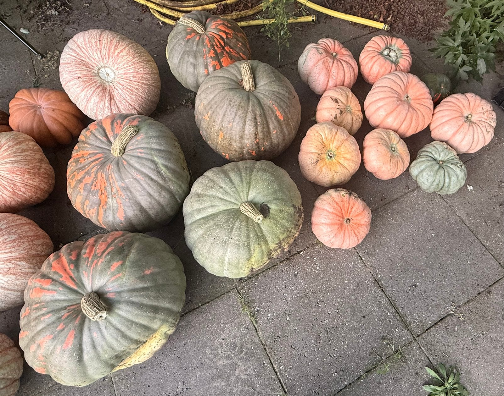 Verschillende soorten pompoenen, Ophalen, Nieuw
