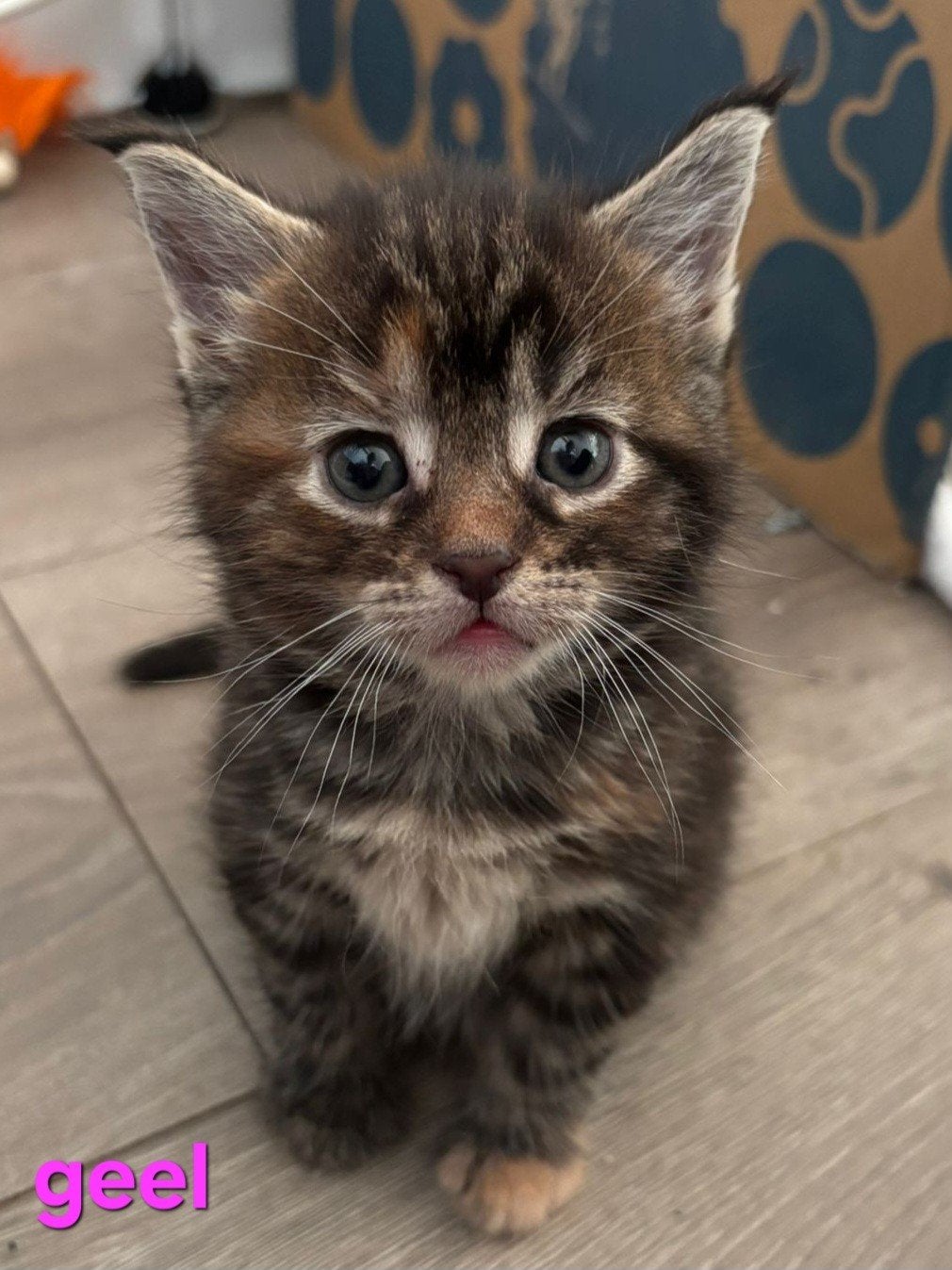 Maine coone x kittens, Meerdere dieren, Gechipt, 0 tot 2 jaar