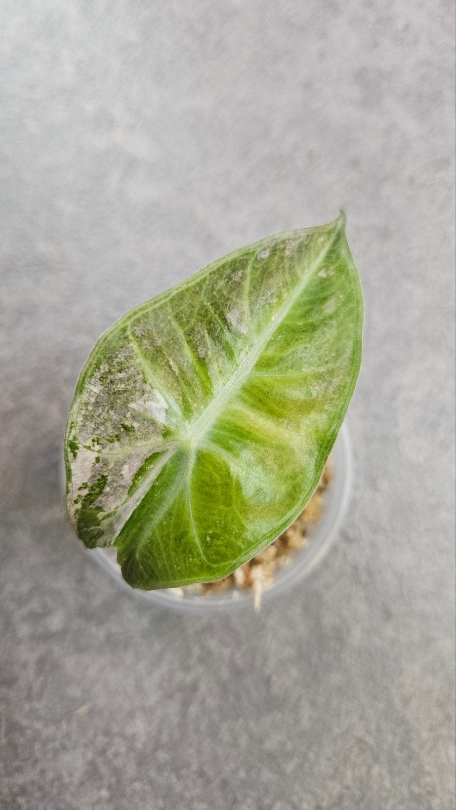 Alocasia 'Pink Dragon' Variegata, Ophalen of Verzenden, Halfschaduw, Minder dan 100 cm