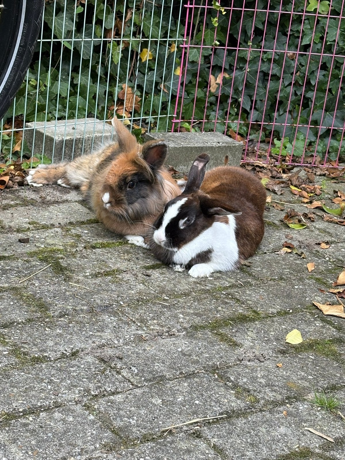 Goed huisje gezocht voor 2 konijnen, Dieren en Toebehoren, Konijnen, Meerdere dieren, Middelgroot, 0 tot 2 jaar