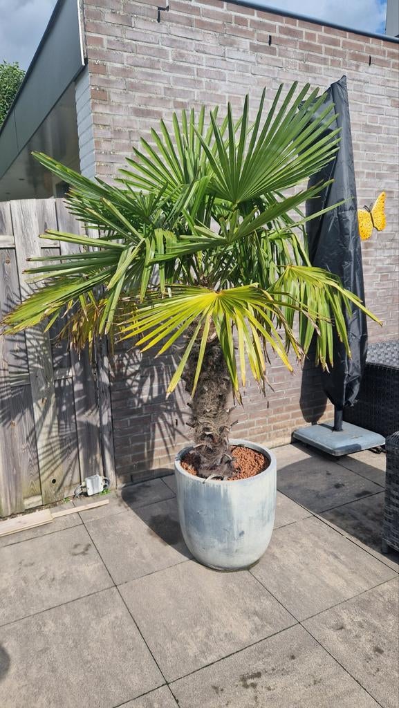 Grote palmboom incl pot, Tuin en Terras, Bloeit niet, 100 tot 250 cm, Palmboom, Ophalen