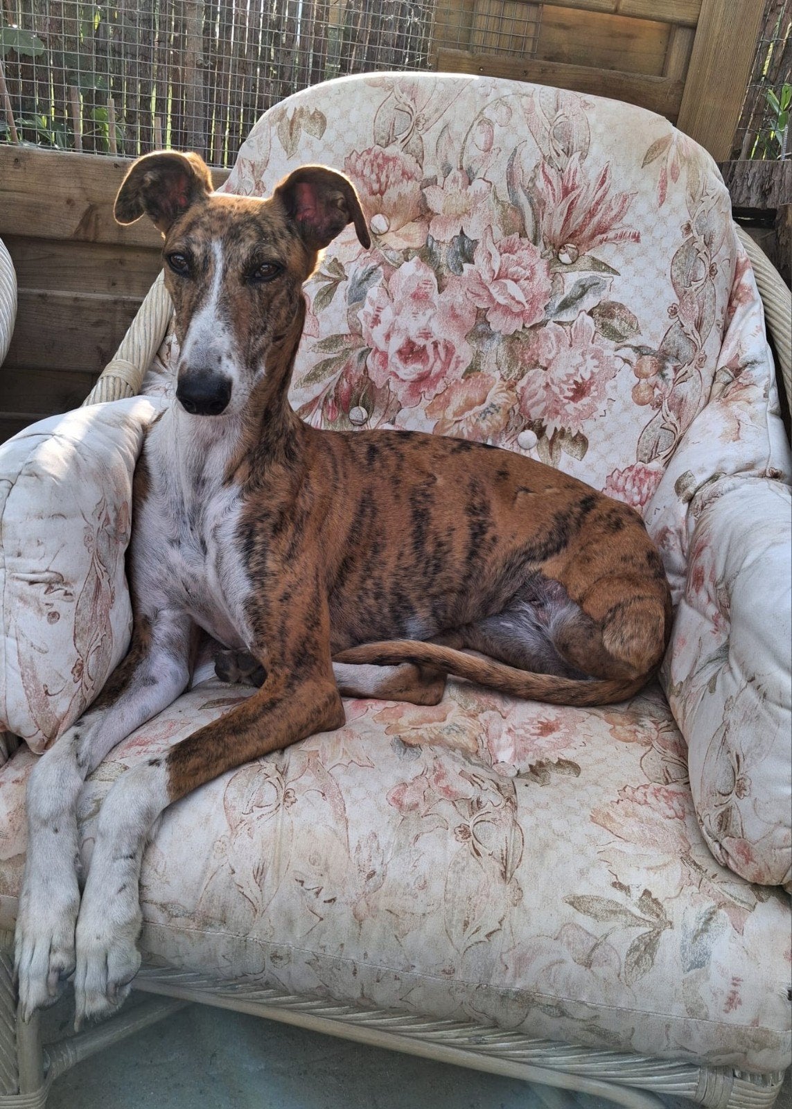LUCIA TER ADOPTIE, Dieren en Toebehoren, Honden | Niet-rashonden, Particulier, Buitenland, Teef, Eén hond