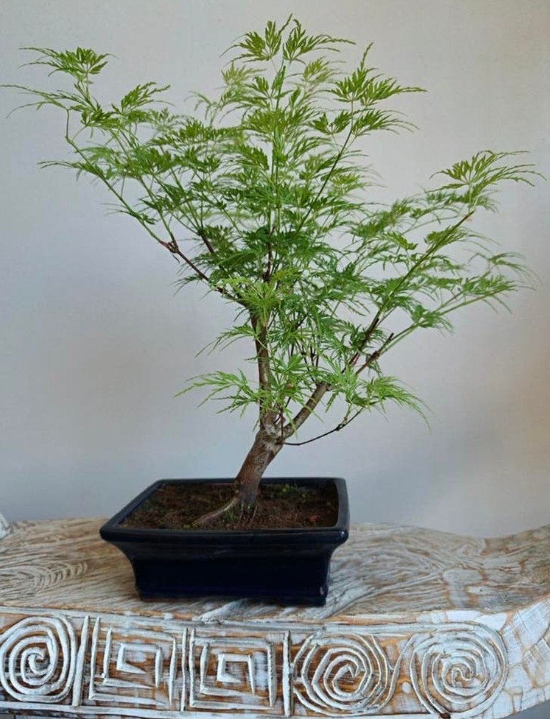 Acer Japanse Esdoorn Palmatum bonsai, Bloeit niet, Halfschaduw, Minder dan 100 cm, Overige soorten
