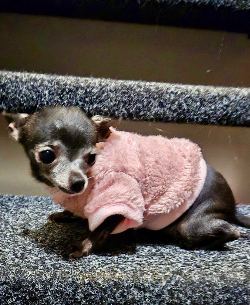 HANDMADE Trui Pup Jong hondje Chihuahua York Pomchi Boomer, Ophalen of Verzenden, Nieuw, Hondentrui, Handgemaakt