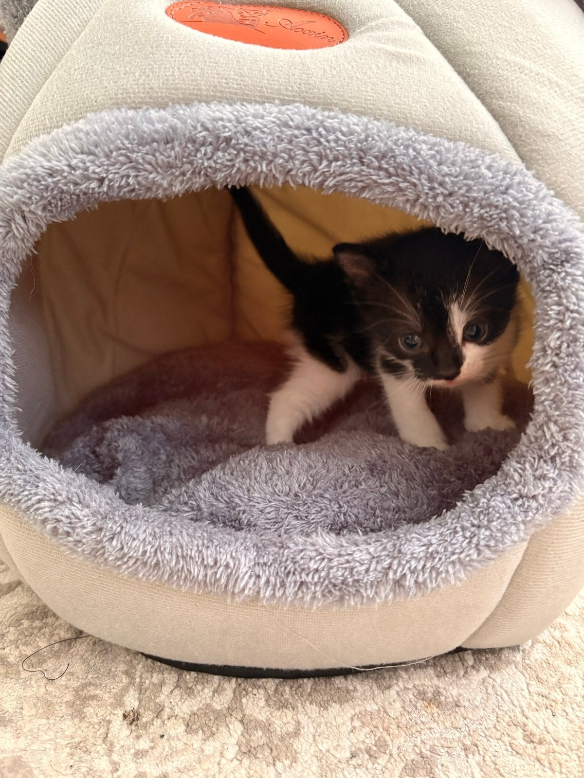 Kittens to sell