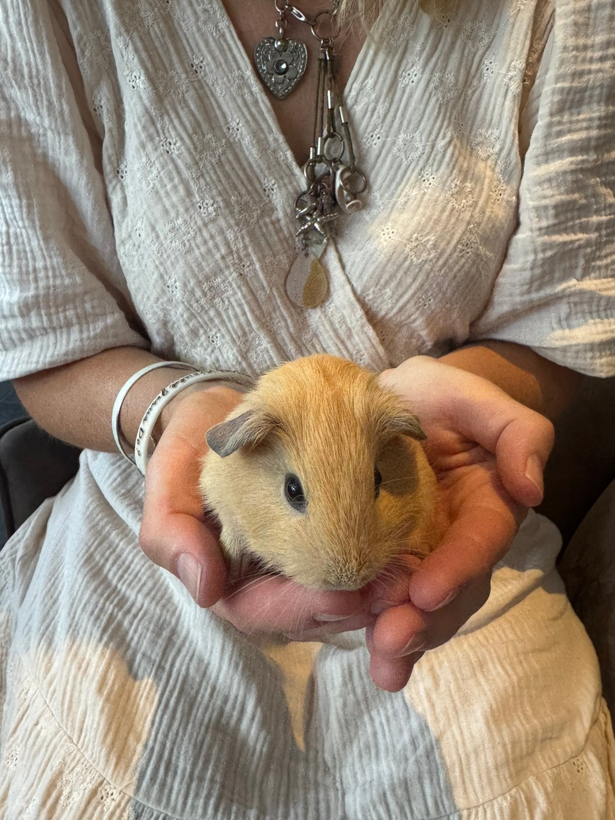 California cavia’s nestje zeugjes en beertjes, Dieren en Toebehoren, Knaagdieren, Cavia, Augustus, Meerdere dieren, Tam