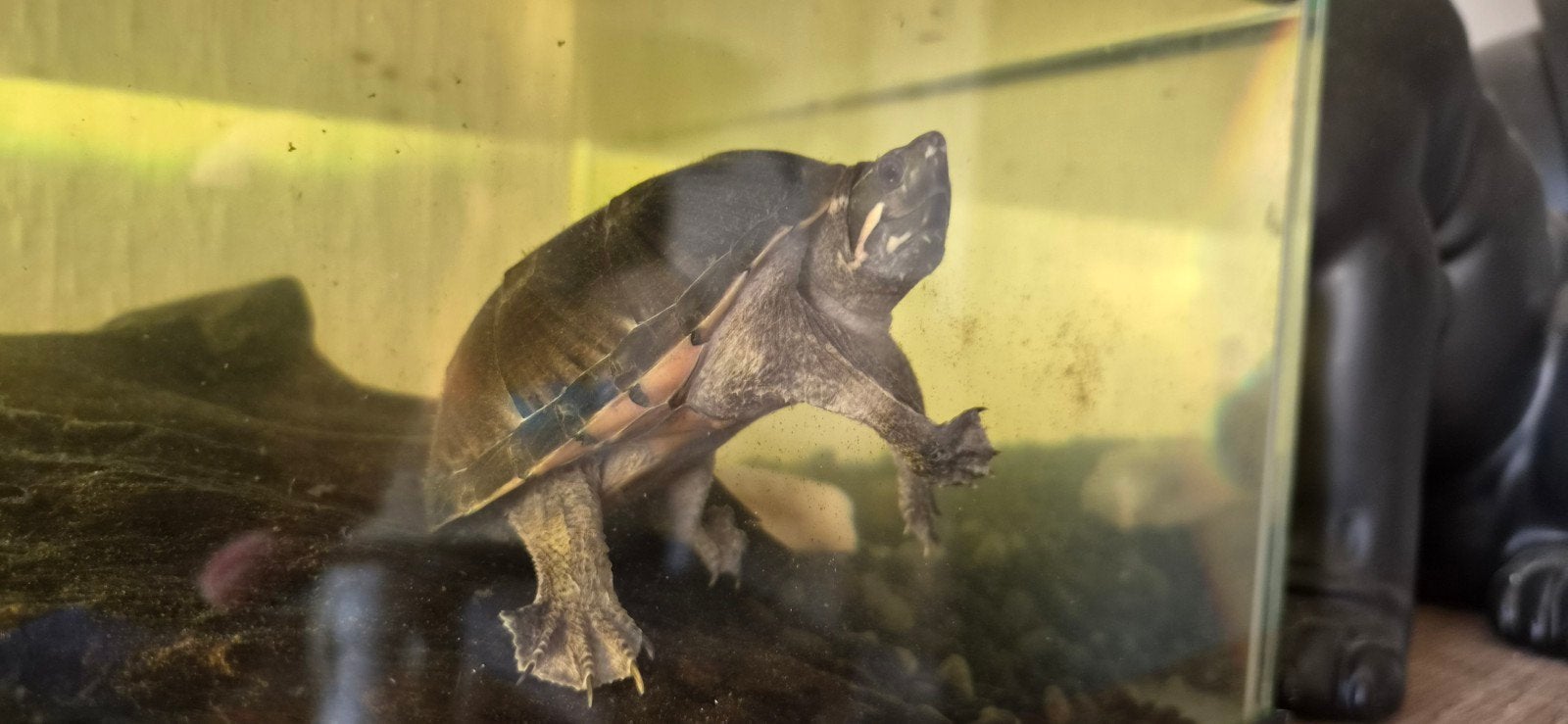 4 muskusschildpadden compleet met bak Turtle photo 5