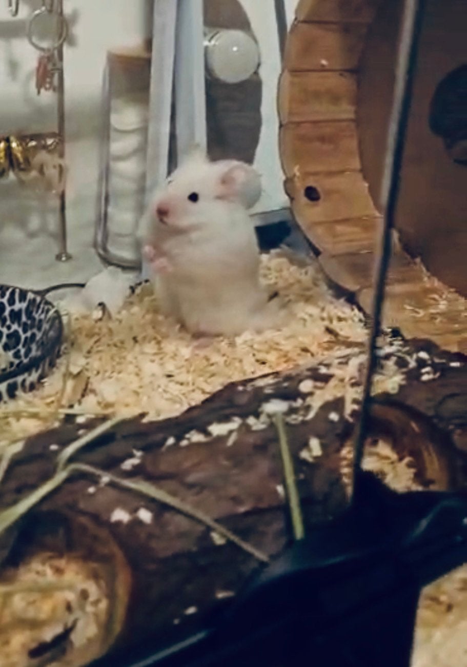 Hamster + terrarium + rad en andere accessoires te koop!, April, Mannelijk, Hamster