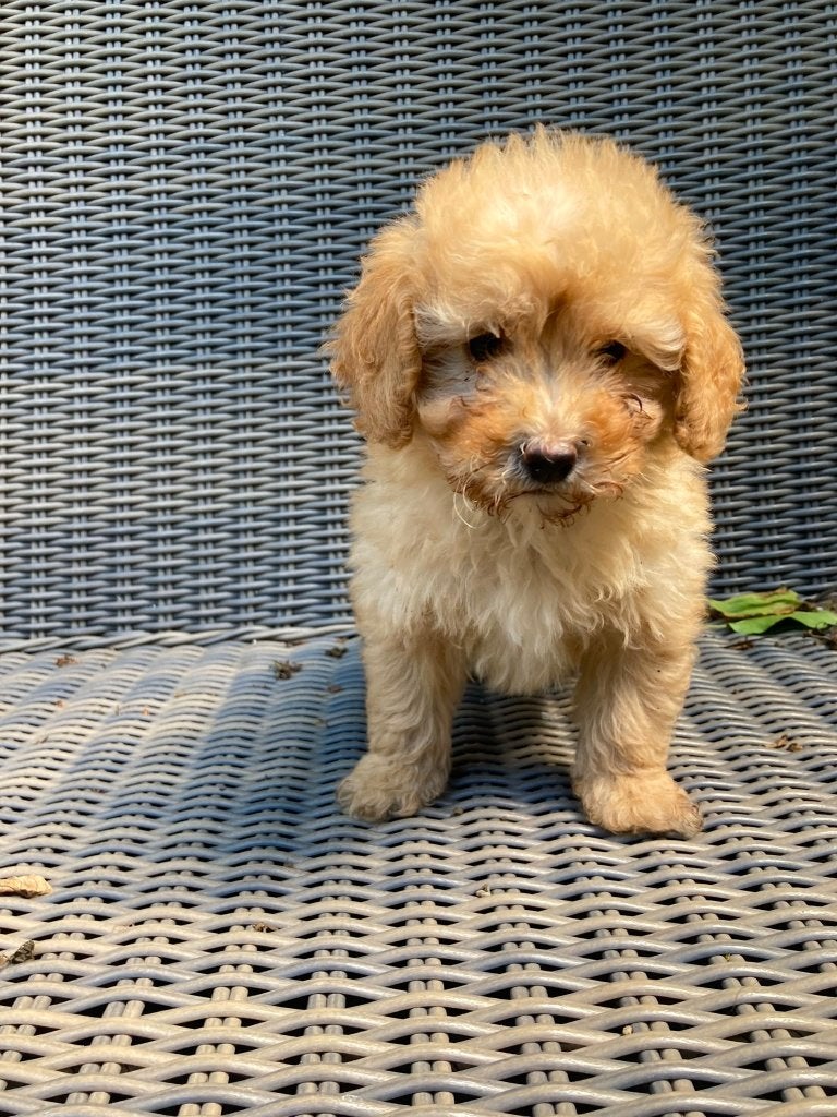 maltipoo, 8 tot 15 weken, Eén hond, Nederland, Particulier