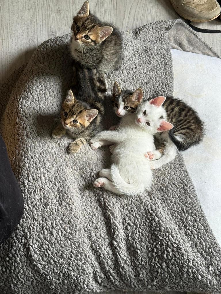Kittens, Dieren en Toebehoren, Meerdere dieren, Kortharig, 0 tot 2 jaar