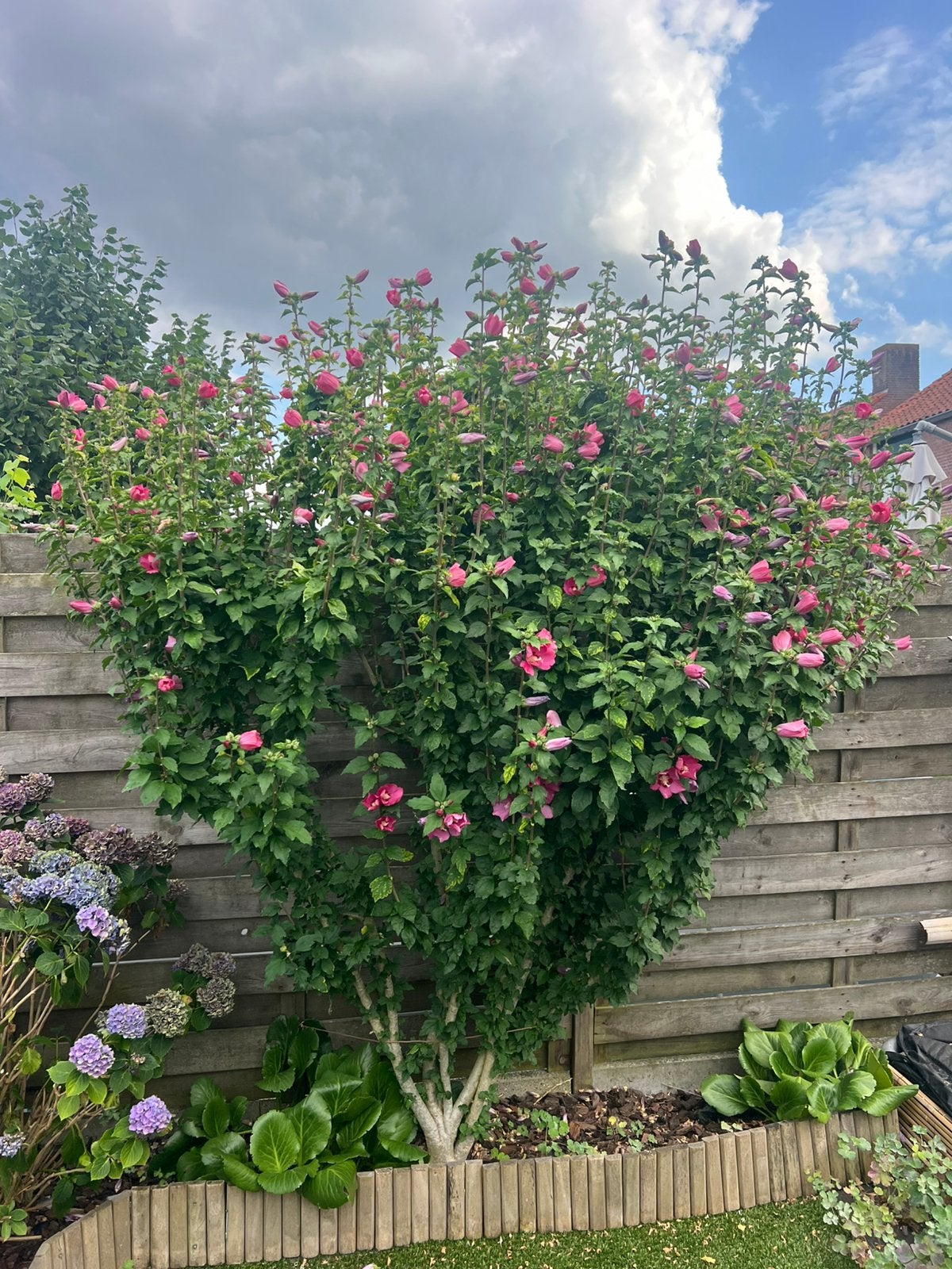 Mooie Hibiscus boompje, Overige soorten, 100 tot 250 cm, Zomer, Ophalen