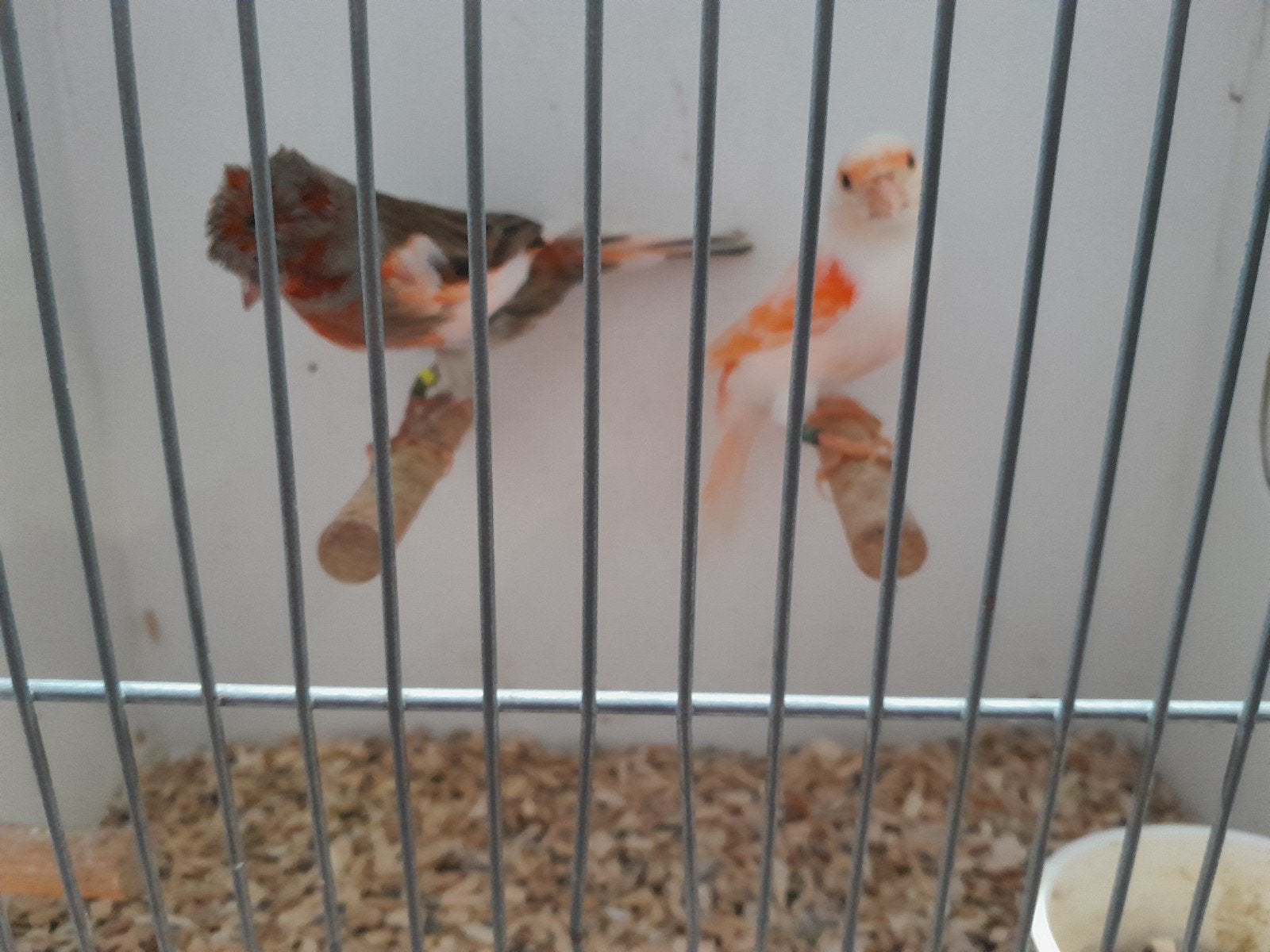 harlekijn kanaries, Meerdere dieren, Kleurkanarie