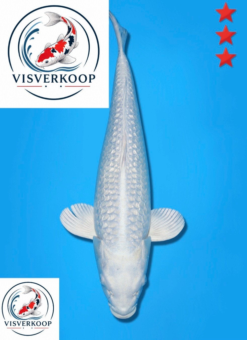 Koi Ginrin Platinum Ogon., Karper of Koi