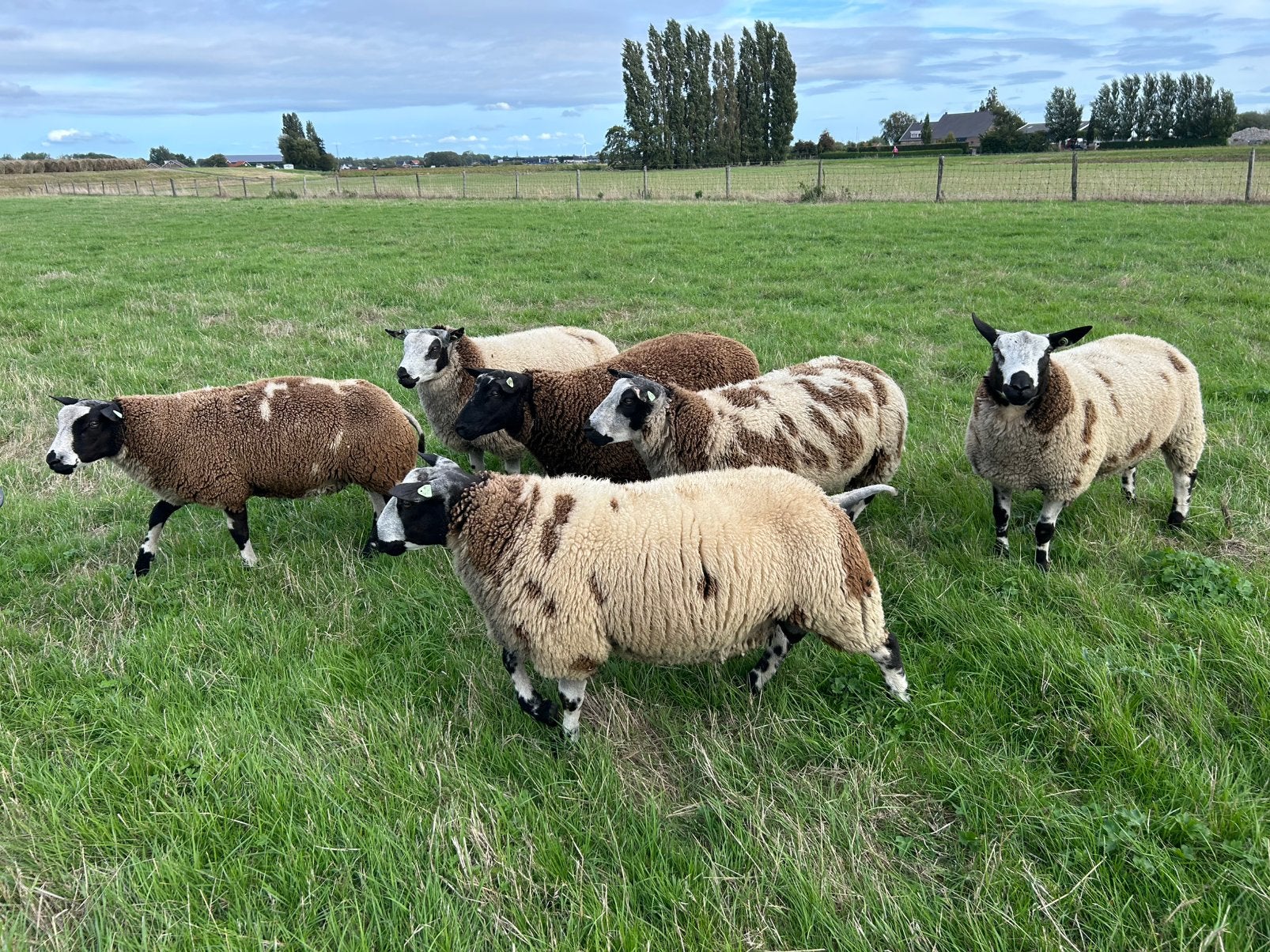 Bonte dekrammen zwoegervrij, Dieren en Toebehoren, Mannelijk, Schaap, 0 tot 2 jaar