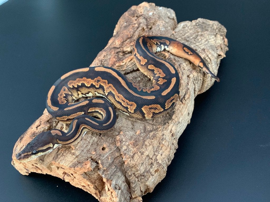0.1 mahogany cinnamon 50% het piebald python regius, Dieren en Toebehoren, Reptielen en Amfibieën, Slang, 0 tot 2 jaar