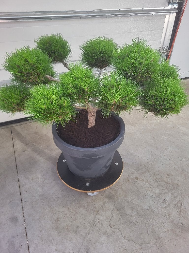 Pinus Brepo Bonsai, Bloeit niet, Overige soorten, Minder dan 100 cm, Ophalen