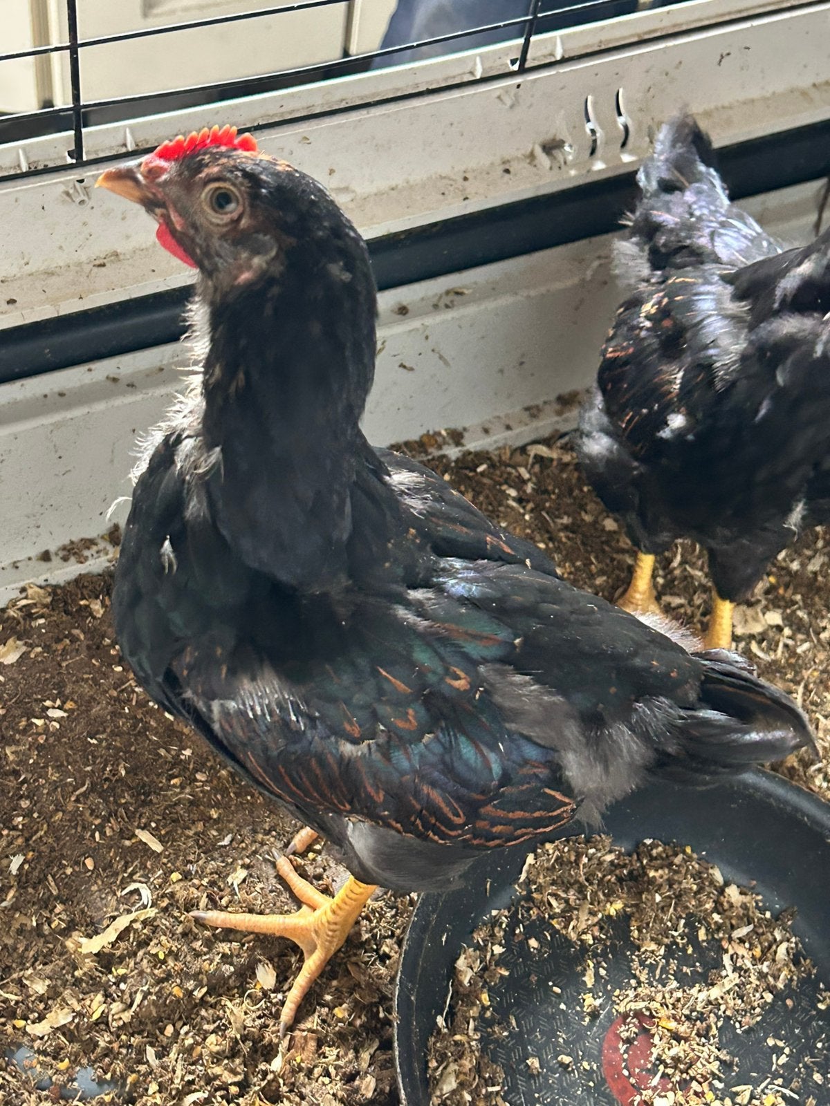 2 hanen Barnevelders, 10 weken, Dieren en Toebehoren, Pluimvee, Mannelijk, Kip