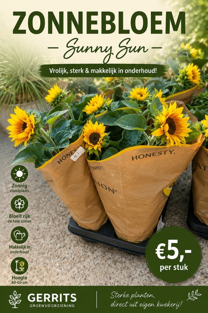 Zonnebloem 'Sunny' – Grote bloeier, Tuin en Terras, Planten | Tuinplanten, Volle zon, Eenjarig, Zomer, Ophalen
