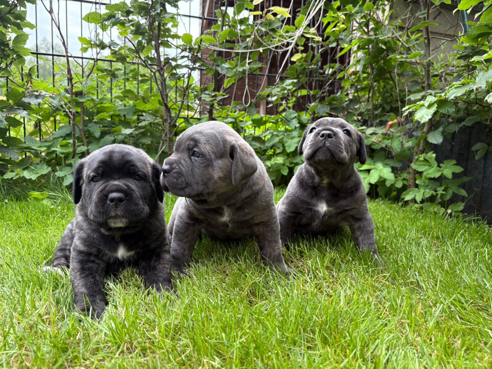 Cane corso pups, Dieren en Toebehoren, Overige rassen, 8 tot 15 weken, Meerdere, Meerdere dieren