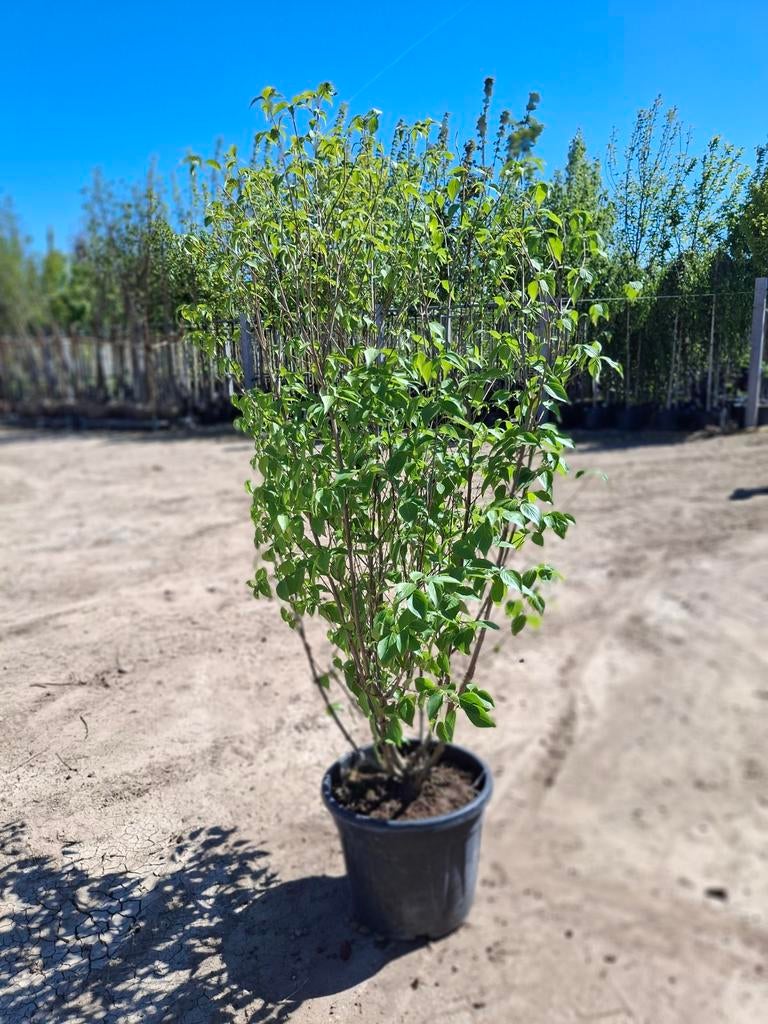 Cornus Kousa - Japanse grootbloemige kornoelje, Ophalen, Struik, 100 tot 250 cm