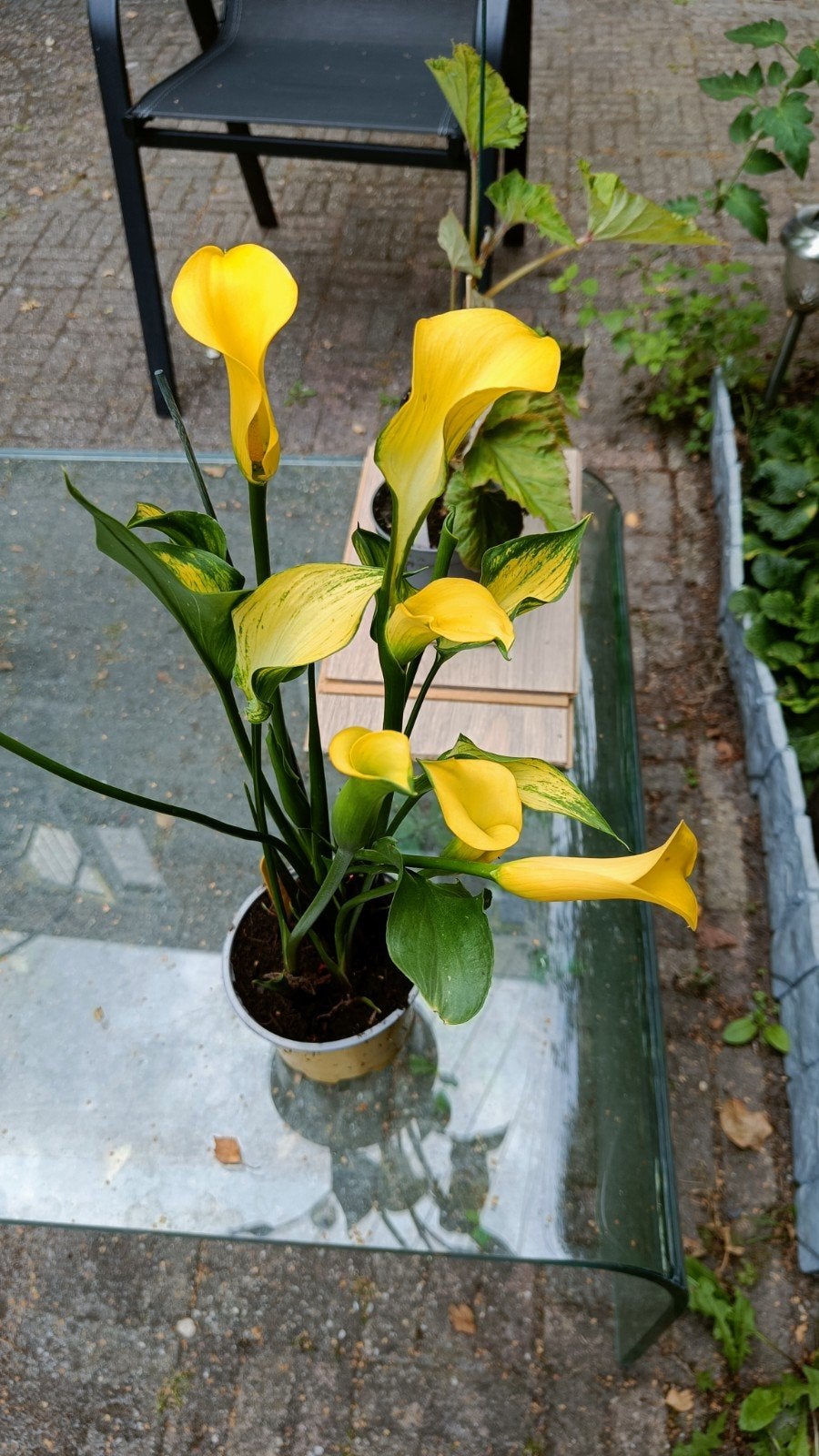 Prachtige Gele Calla Lily (Zantedeschia) in Pot, Vaste plant, Halfschaduw, Zomer, Ophalen