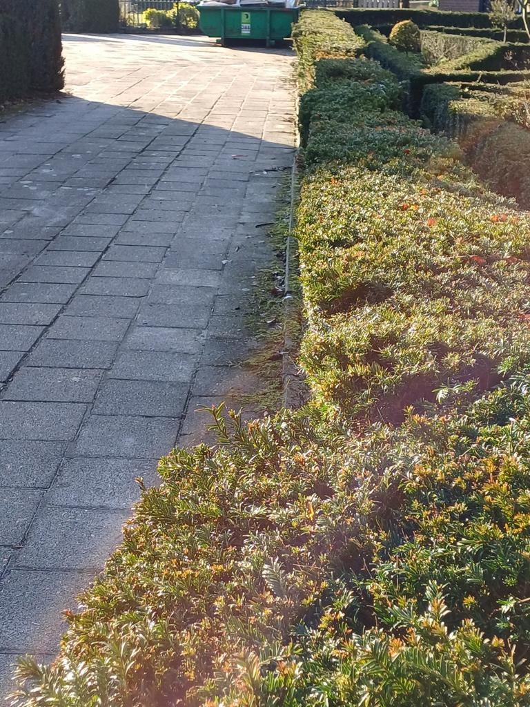 Gratis Taxus haag, Tuin en Terras, Planten | Bomen, Ophalen, Bloeit niet, Halfschaduw, Overige soorten