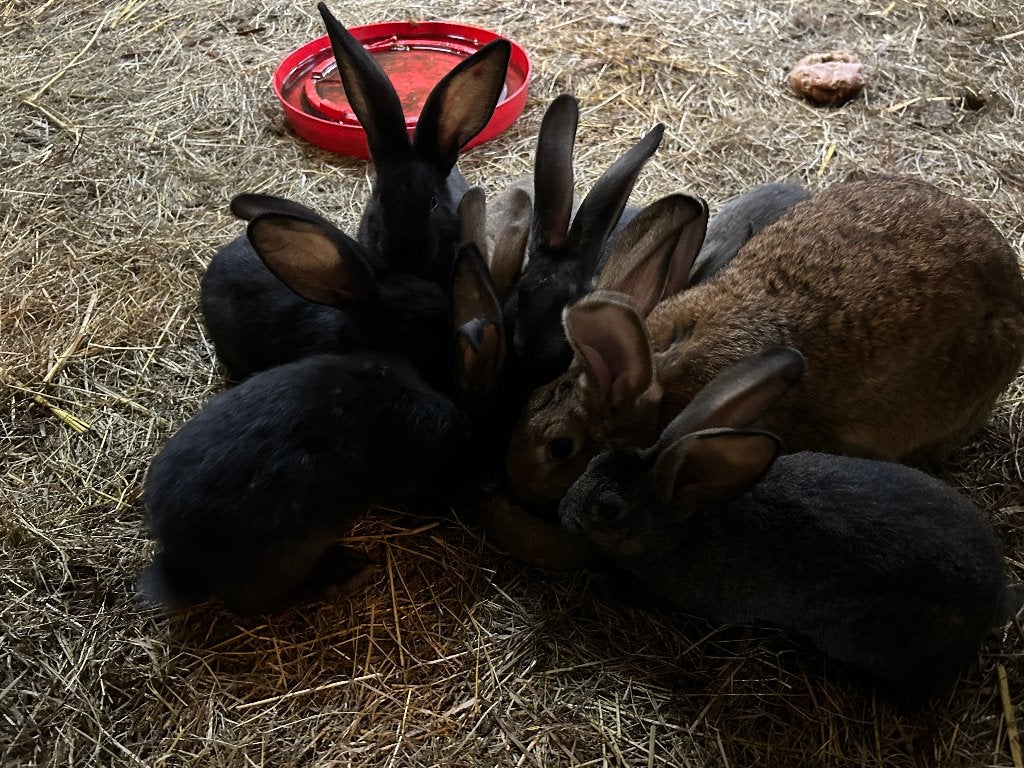 konijnen, Dieren en Toebehoren, Meerdere dieren, Groot, 0 tot 2 jaar