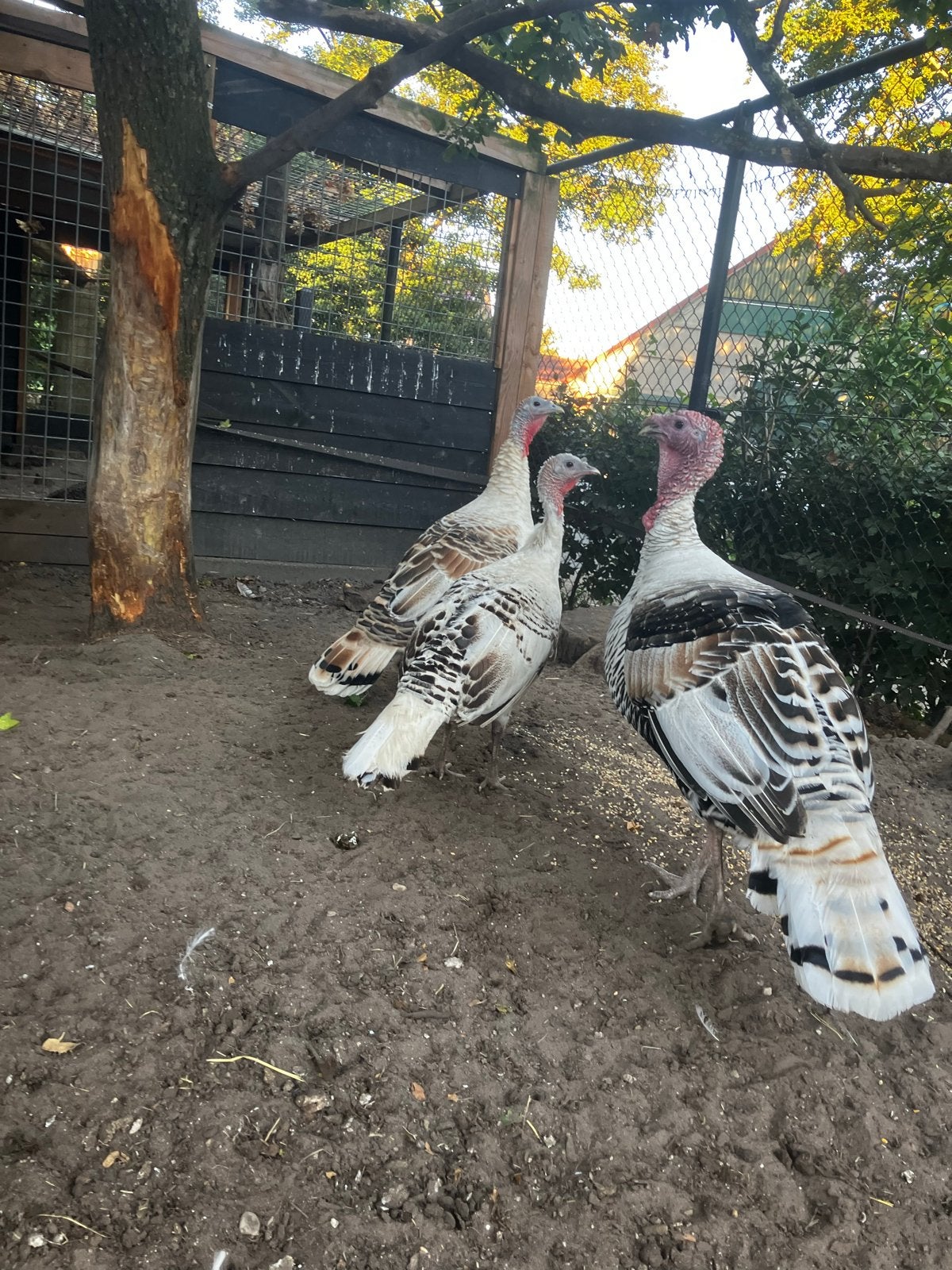 3 kalkoen hanen, Dieren en Toebehoren, Pluimvee, Mannelijk, Kalkoen