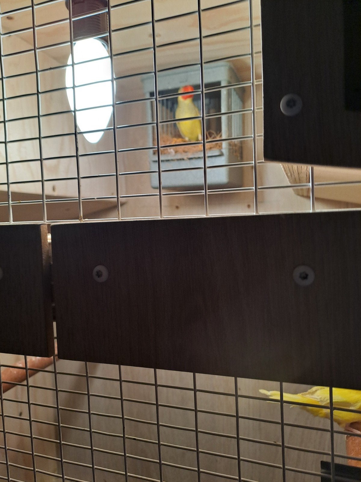 Vogels 1 gele kanarie met kuif.. 3 binzen astrildes 1 roodma, Dieren en Toebehoren, Vogels | Kanaries, Mannelijk, Kleurkanarie
