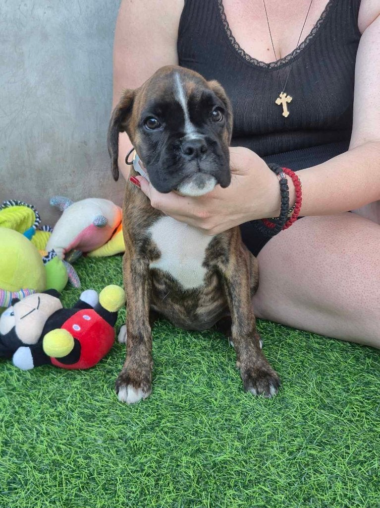 Boxer Puppy, Overige rassen, 8 tot 15 weken, Meerdere, Meerdere dieren