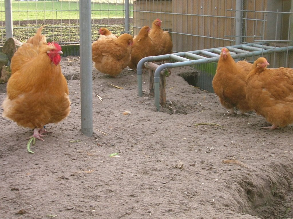 Broedeieren Orpington Buff, Dieren en Toebehoren, Pluimvee, Geslacht onbekend, Kip