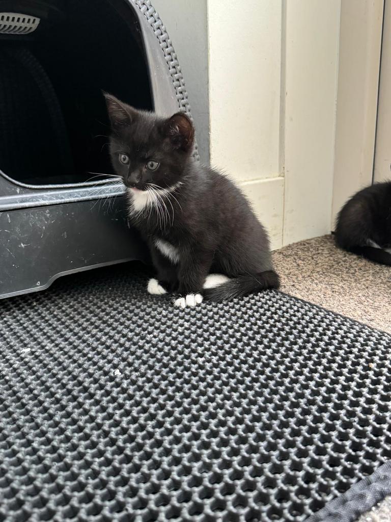 Lieve kittens te koop, Meerdere dieren