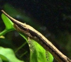 farlowella acus 10-12cm €17,50, Dieren en Toebehoren, ., Overige typen, Nieuw, Ophalen of Verzenden