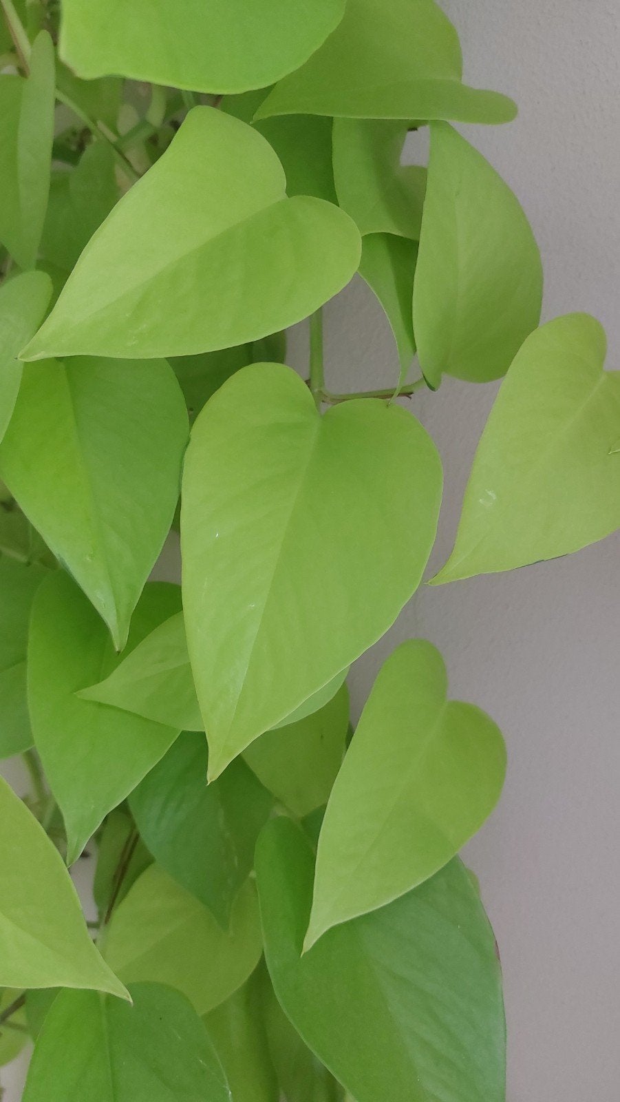 Stekjes Epipremnum Aureum (Neon en Marble Queen), Huis en Inrichting, Kamerplanten, Ophalen