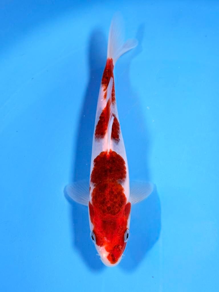 Japanse Koi – Marushi | Ai Goromo | Incl Certificaat, Dieren en Toebehoren, Vissen | Vijvervissen, Karper of Koi