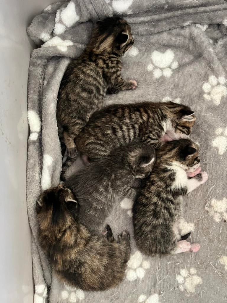 Kittens, Meerdere dieren, Ontwormd, 0 tot 2 jaar