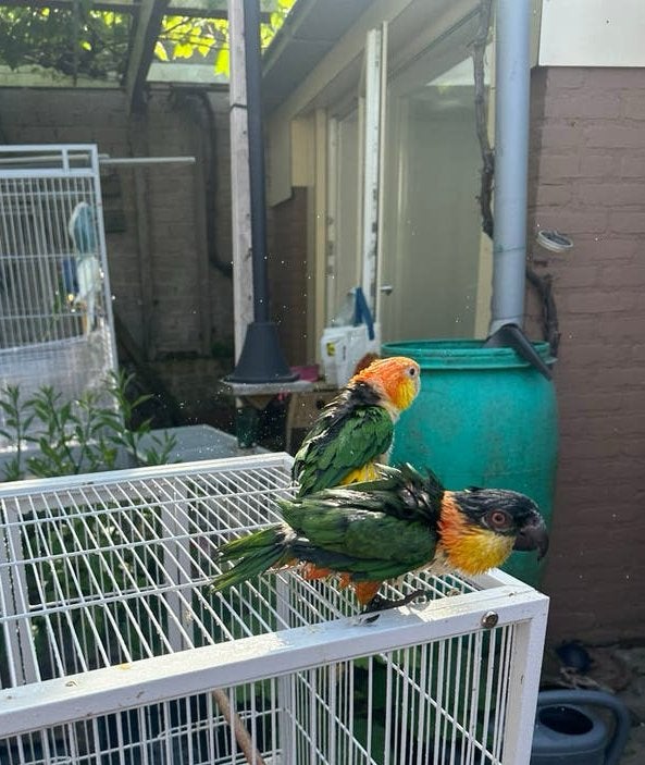 Lieve Caique-treo zoekt een liefdevol thuis ️, Dieren en Toebehoren, Mannelijk, Papegaai, Tam