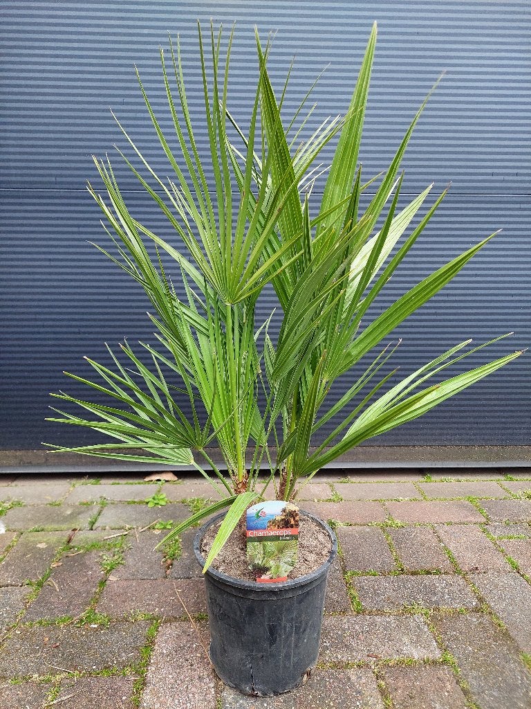 Chamaerops Humilis - Europese Dwergpalm H: 75 cm., Tuin en Terras, Minder dan 100 cm, Zomer, Palmboom, Ophalen