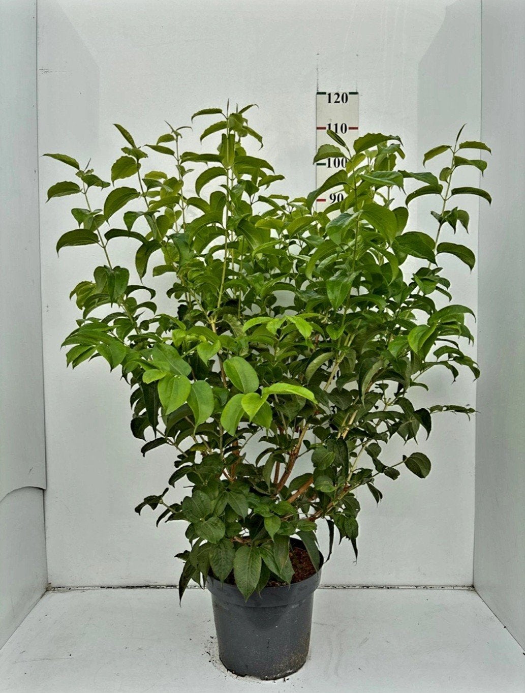 Bijenboom (Tetradium Daniellii)❗️🌿meerstam🌿, Ophalen, Overige soorten, 100 tot 250 cm