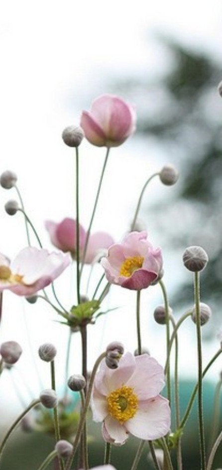 Anemone robustissima in p9 pot - Sterke herfstbloeier, Overige soorten, Vaste plant, Ophalen of Verzenden, Halfschaduw