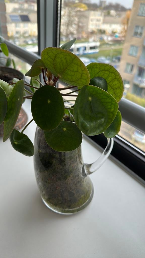 Pannekoekplant in glazen kan, Huis en Inrichting, Kamerplanten, Ophalen of Verzenden, Halfschaduw, Minder dan 100 cm