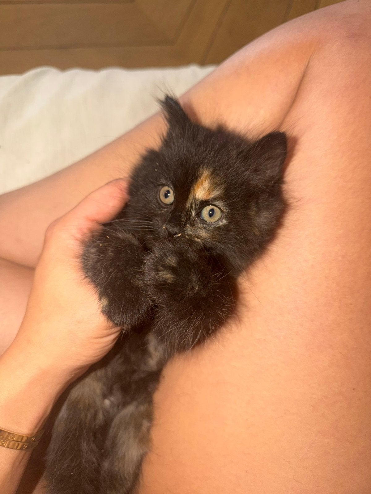 Kittens, Poes, Ontwormd, 0 tot 2 jaar