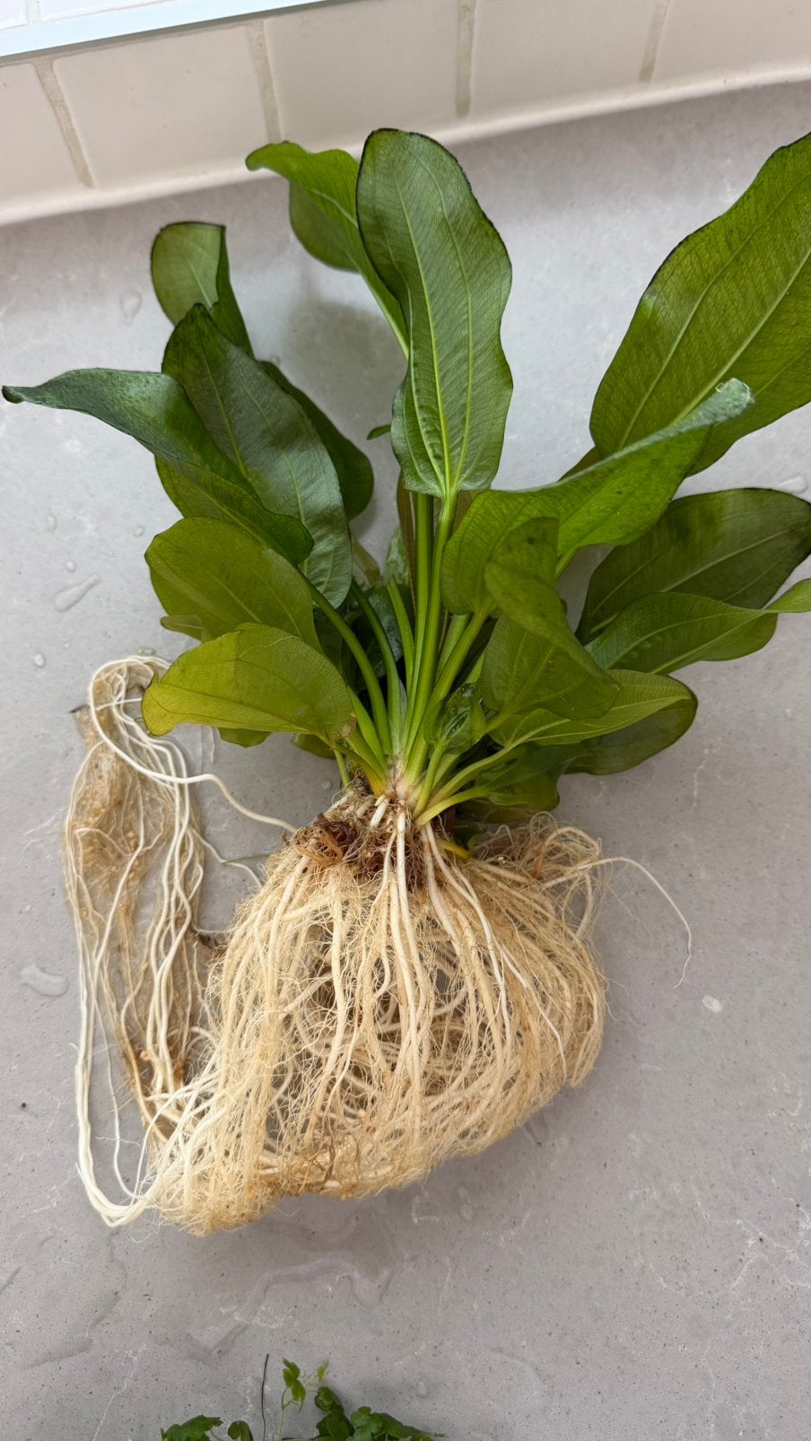 Verschillende planten,Echinodorus,Cryptocoryne,Hydrocotyle, Ophalen of Verzenden, Nieuw, Plant(en), Steen of Hout