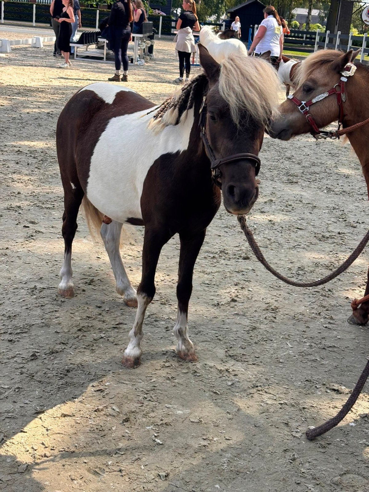 Bekappen mini paarden, shetlanders A pony's, Ophalen of Verzenden