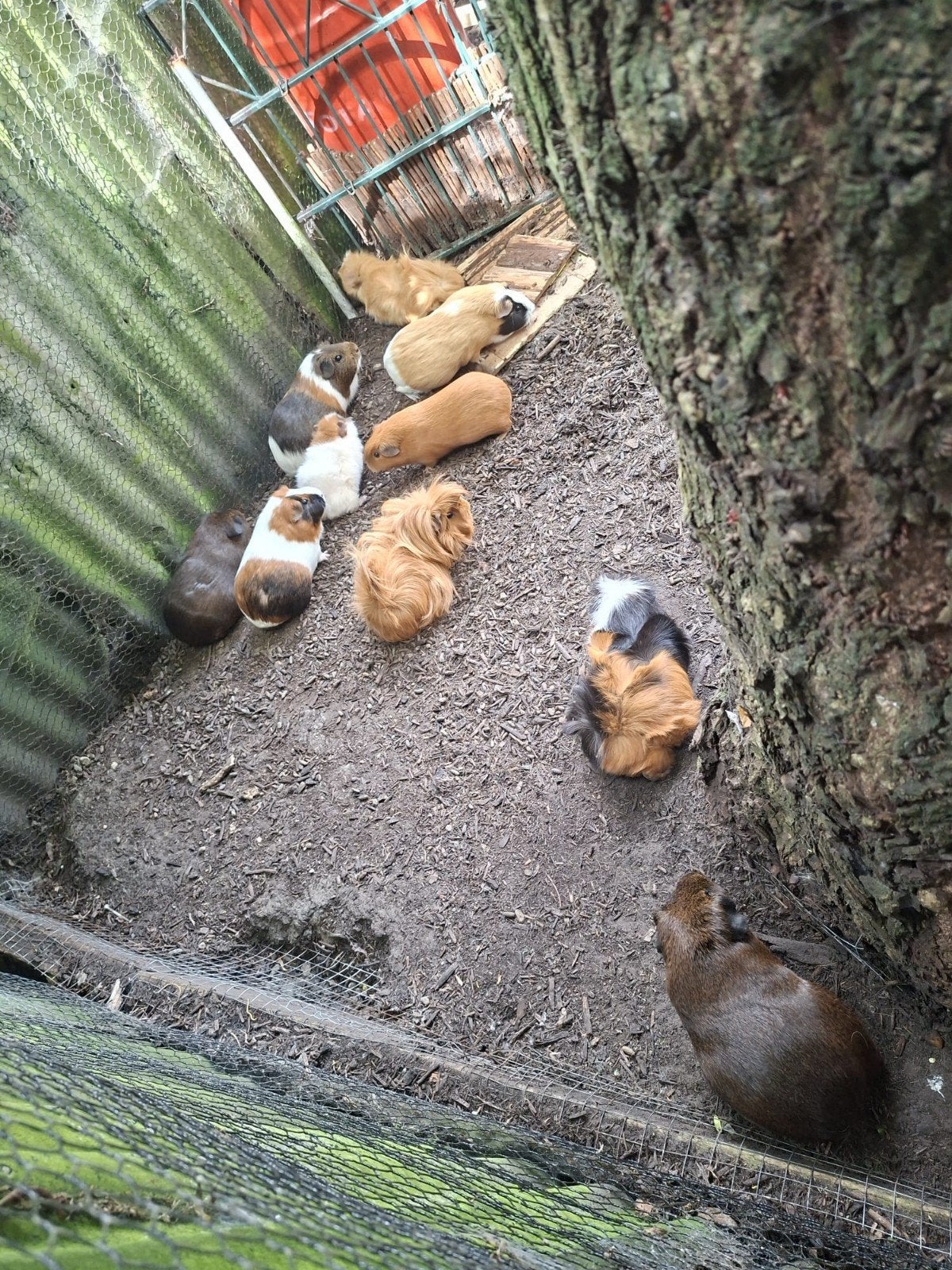 Groep cavia vrouwtje en toebehoren, Dieren en Toebehoren, Knaagdieren, Februari, Vrouwelijk, Cavia